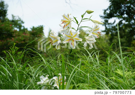 茨城県潮来市　水郷県民の森に咲いた夏の花　山百合の咲く風景 79700773