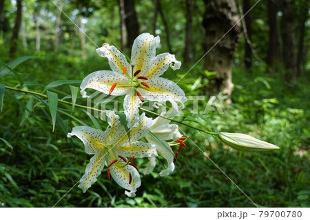 茨城県潮来市　水郷県民の森に咲いた夏の花　山百合の咲く風景 79700780