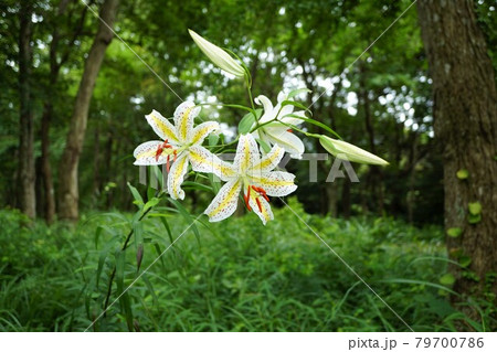 茨城県潮来市 水郷県民の森に咲いた夏の花 山百合の咲く風景 茨城県潮来市 水郷県民の森に咲いた夏の花 山百合の咲く風景 79700786