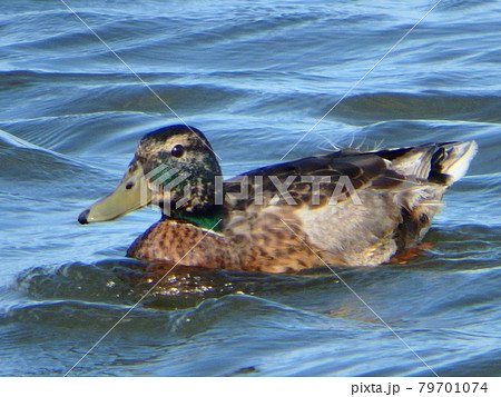 羽を負傷して仙台市の大沼で夏を過ごしているマガモ 79701074
