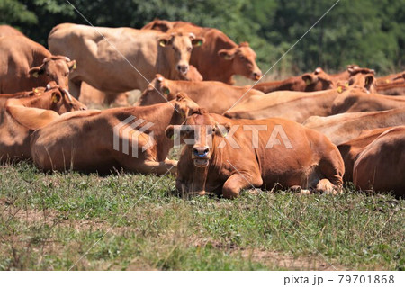 赤毛和牛 79701868