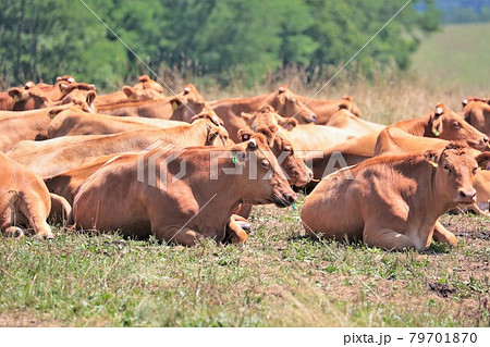 赤毛和牛 79701870