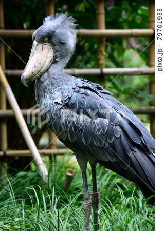 白目のハシビロコウ 瞬膜 79701933