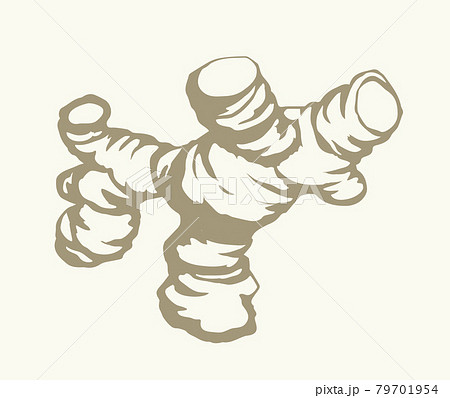 Ginger. Vector drawing food object Ginger. Vector drawing food object 79701954