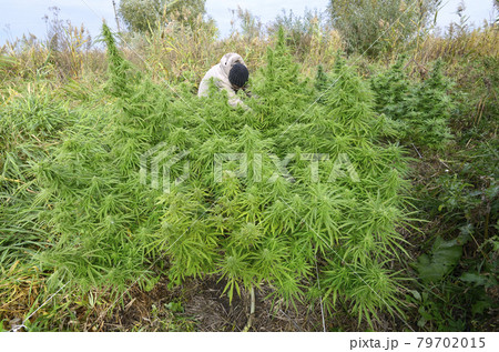 Man grower checking cannabis bush growing in the field, buds flowering 79702015