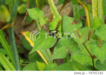 コガネムシ 79702182