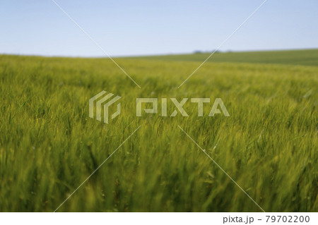 Scene of daylight on the field with young rye or wheat in the summer with clean blue background. Landscape. 79702200