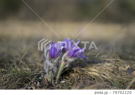 Pasque Flowers in the Springtime Pasque Flowers in the Springtime 79702220