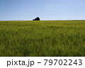 Scene of daylight on the field with young rye or wheat in the summer with clean blue background. Landscape. 79702243