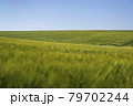 Scene of daylight on the field with young rye or wheat in the summer with clean blue background. Landscape. 79702244