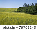 Scene of daylight on the field with young rye or wheat in the summer with clean blue background. Landscape. 79702245