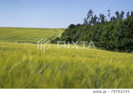 Scene of daylight on the field with young rye or wheat in the summer with clean blue background. Landscape. 79702245