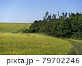 Scene of daylight on the field with young rye or wheat in the summer with clean blue background. Landscape. 79702246