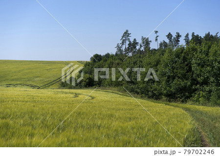 Scene of daylight on the field with young rye or wheat in the summer with clean blue background. Landscape. 79702246