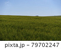 Scene of daylight on the field with young rye or wheat in the summer with clean blue background. Landscape. 79702247