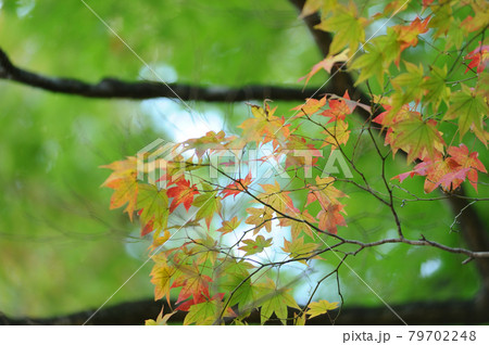 秋の風物詩 紅葉 秋の風物詩 紅葉 79702248