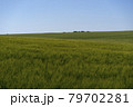 Scene of daylight on the field with young rye or wheat in the summer with clean blue background. Landscape. 79702281