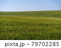 Scene of daylight on the field with young rye or wheat in the summer with clean blue background. Landscape. 79702285