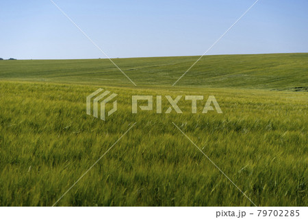 Scene of daylight on the field with young rye or wheat in the summer with clean blue background. Landscape. Scene of daylight on the field with young rye or wheat in the summer with clean blue background. Landscape. 79702285