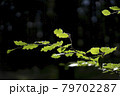Green leaves with black background 79702287