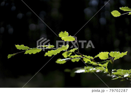 Green leaves with black background Green leaves with black background 79702287