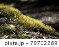 Fresh green moss in the forest 79702289
