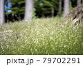 Fresh green meadow in the summer forest 79702291