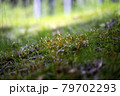 Fresh green moss in the forest 79702293