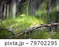 Fresh green meadow in the summer forest 79702295