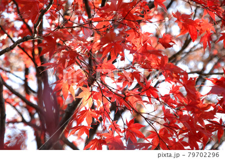 秋の風物詩　紅葉 79702296