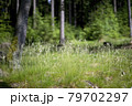 Fresh green meadow in the summer forest 79702297