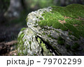 Green moss on the rock in the forest 79702299