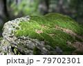 Green moss on the rock in the forest 79702301
