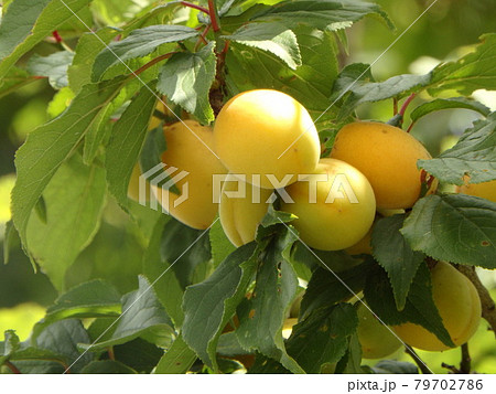 日の光に照らされているたわわに実った梅の実 日の光に照らされているたわわに実った梅の実 79702786