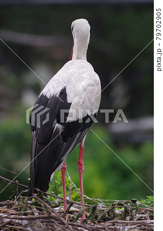 この鳥の名前はシュバシコウです。学名はCiconia ciconiaです。 79702905