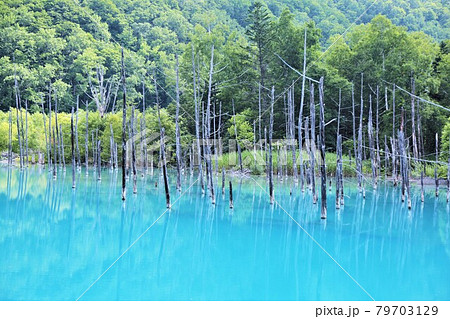 青い池(北海道美瑛町) 青い池(北海道美瑛町) 79703129