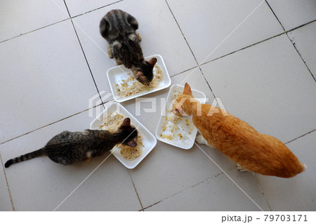 top view group of home animal eating together, three cat eat noodles in tray on floor 79703171