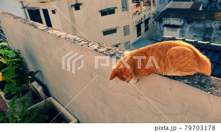 Cute, naughty yellow cat lying on the wall and looking down Cute, naughty yellow cat lying on the wall and looking down 79703178