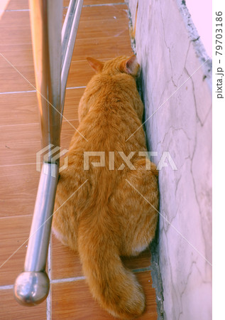 Cute, naughty yellow cat lying face down Cute, naughty yellow cat lying face down 79703186
