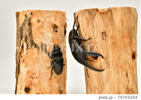 パラワンオオヒラタクワガタ 79703204