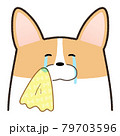 嬉し泣きするコーギー 79703596