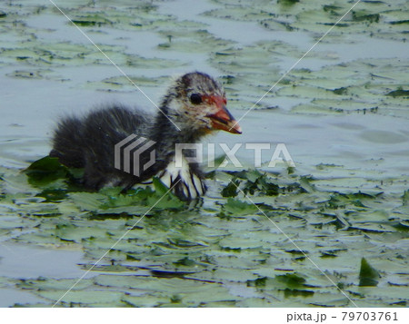仙台市の大沼の水面を進むオオバンの雛 79703761