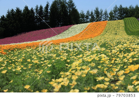 ファーム富田 79703853