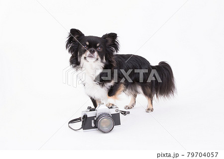 クラシックなフィルムカメラと黒いロングコートチワワ  79704057