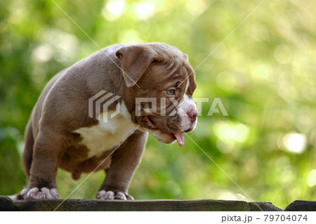 American Bully puppy purple on wooden walkway in the garden, a cute little puppy sports and playing in the garden, copy space. American Bully puppy purple on wooden walkway in the garden, a cute little puppy sports and playing in the garden, copy space. 79704074