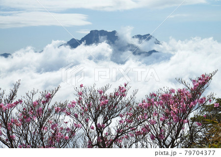 石鎚山とアケボノツツジ3(愛媛県西条市瓶ヶ森より) 石鎚山とアケボノツツジ3(愛媛県西条市瓶ヶ森より) 79704377