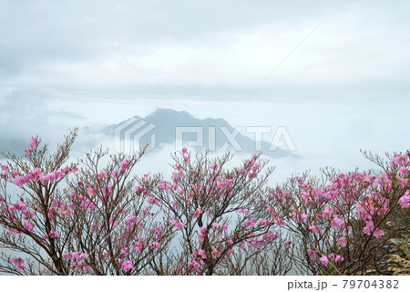 石鎚山とアケボノツツジ1(愛媛県西条市瓶ヶ森より) 石鎚山とアケボノツツジ1(愛媛県西条市瓶ヶ森より) 79704382