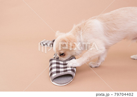 スリッパをイタズラするまだ子犬のチワワ スリッパをイタズラするまだ子犬のチワワ 79704402