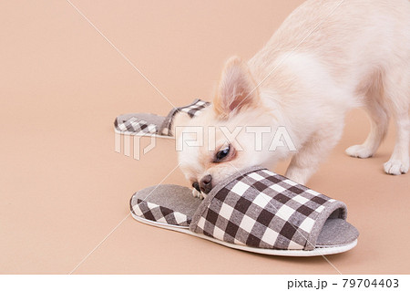 スリッパをイタズラするまだ子犬のチワワ  79704403