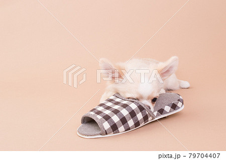 スリッパをイタズラするまだ子犬のチワワ  79704407